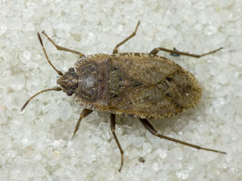 Emblethis Fieber, 1860